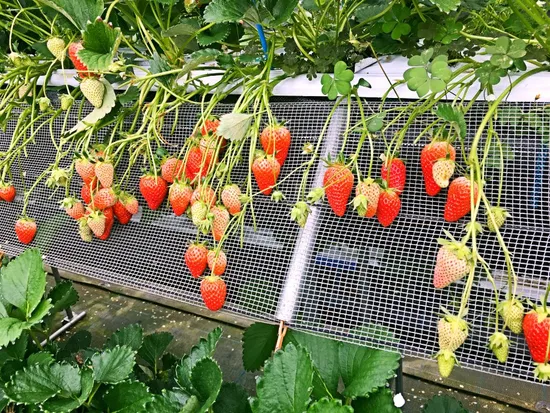 Greenhouse 3D Vertical Planting Elevated Strawberry Supports Frame