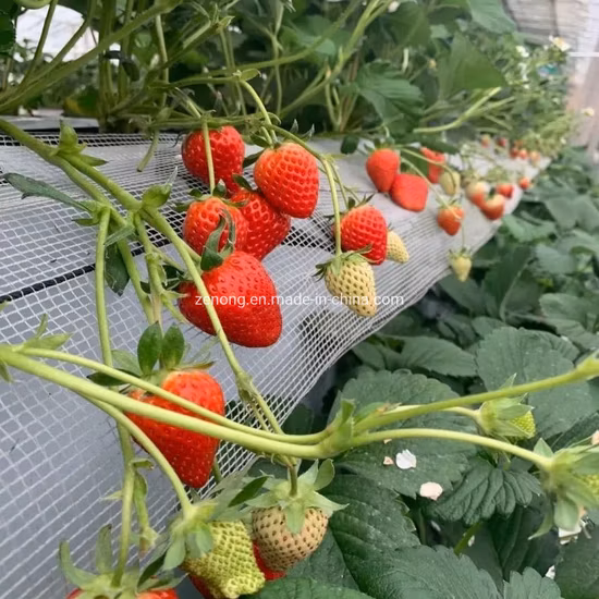 Greenhouse 3D Vertical Planting Elevated Strawberry Supports Frame